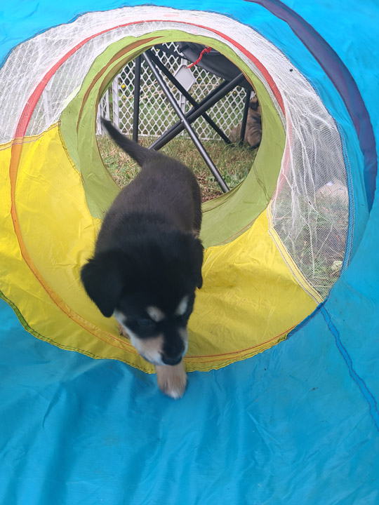 chinook dog